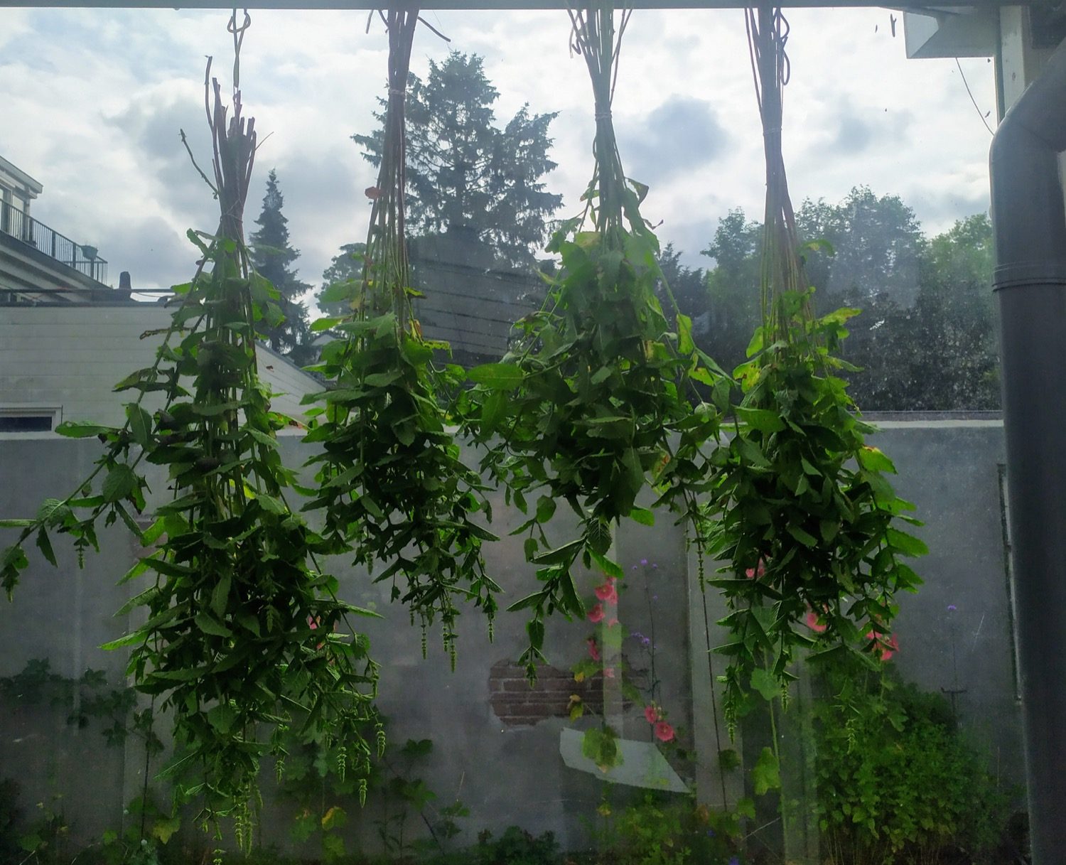 Groene planten