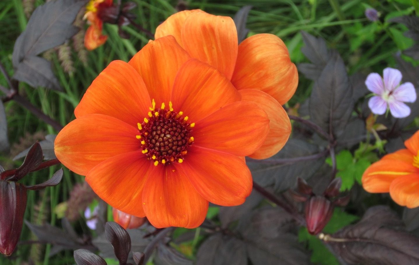 Oranje bloem